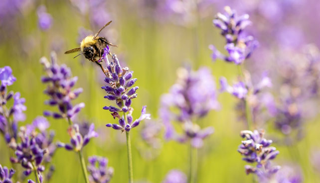 Honey bee on a flower