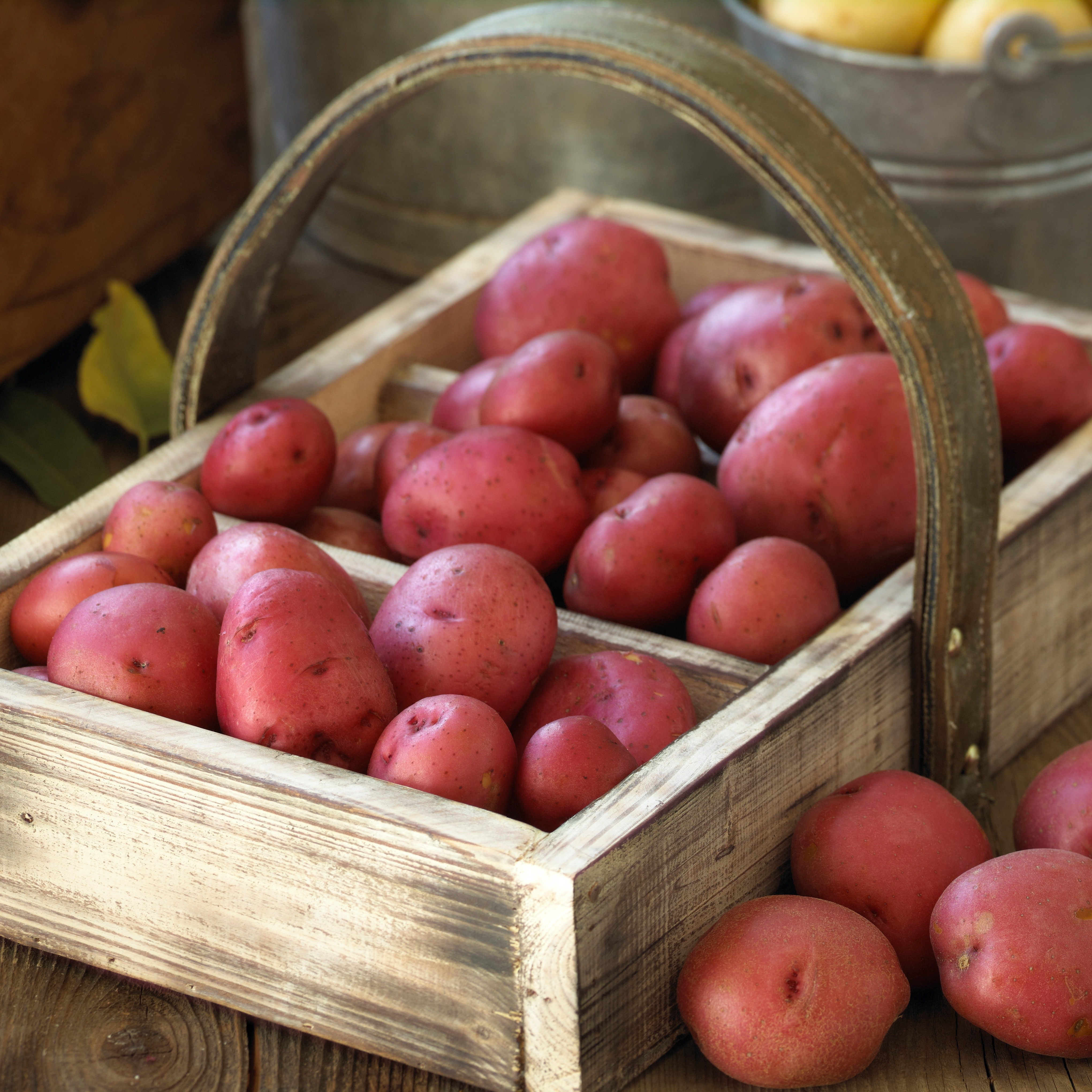 Red Potatoes